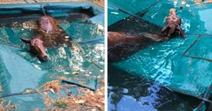 Man Discovers Shivering Horse In Backyard Pool After Wildfires Destroyed Surrounding Area