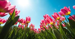 Das sagt Deine Lieblingsblume über Dich aus