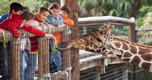 Hier laufen die Tiere frei herum, während Menschen wie im Zoo eingesperrt sind