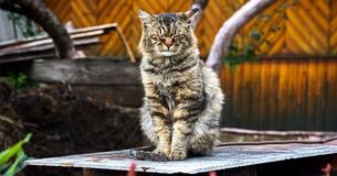 Ce chat britannique vient de fêter ses 30 ans et il pourrait être le plus vieux chat du monde