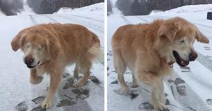 The Way This Elderly Blind Dog Fools Around In The Snow Will Make Your Heart Melt 