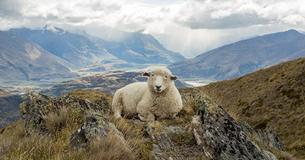 Neuseeland: Jedes Tier ist ein fühlendes Lebewesen