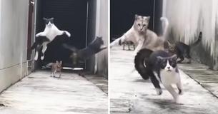 Cat Dodges Three Other Alley Cats Who Tried To Catch Him In The Ultimate Escape - And We Can't Stop Laughing