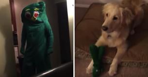 Dog Sees Life Size Version Of Favorite Toy And Is Overwhelmed With Joy