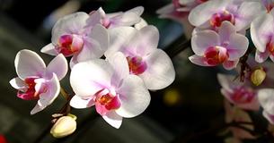 Heb je thuis orchideeën? Zo ja, dan moet je deze hack ZO SNEL MOGELIJK proberen