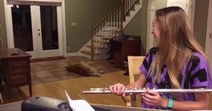 Deze golden retriever is niet bang om te laten merken dat hij klaar is met oefenen op de fluit