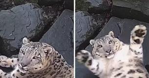 New Camera In Enclosure Startles Snow Leopard And He Absolutely Loses It
