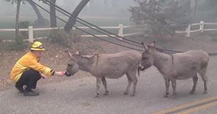 A Small Yet Incredible Deed Of Kindness By A Firefighter Saved Two Scared Donkeys Escaping Wildfires