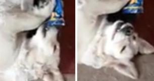 After The Owner Confronts Him For Stealing A Pack Of Chips, Dog Responds With The Most Adorable Guilty Grin