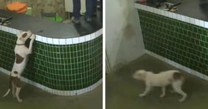 Workers Misunderstand And Act Hysterical After A Friendly Dog Approaches Them