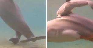 Dolphin Was Captured Giving Birth On Camera - A Beautiful Miracle Of Life