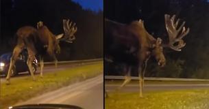 A Huge Moose, Casually Wandering Along The Highway, Caught On Camera