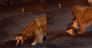 Dog Reacts To His Cat Friend Getting Into A Fight In A Hilarious Way