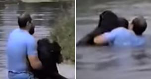 Man Takes Control Of The Situation And Saves The Drowning Chimp Himself When The Zoo Refuses To Do So