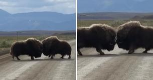 Man 'Stuck In Traffic' Watches A Fight Between Two Oxen In The Middle Of Nowhere