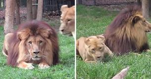 Lioness Tries Everything, Including Sitting On The Lion, To Grab His Attention