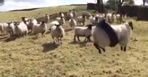 This Footage Of A Sheep Stuck In A Tire Tube, Swinging And Trying To Escape It, Is Making The Internet Giggle