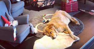 Ikea Helps Homeless Dogs To Stay Indoors And Warm On Chilly Winter Days