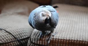 Firefighters Get Emergency Call And Rush To "Burning" Home - Only To Find Parrot Imitating Smoke Alarm