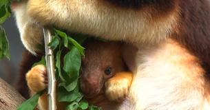 Zoo Releases Adorable Pictures Of Baby Kangaroo Peeking Out Of Mommy's Pouch