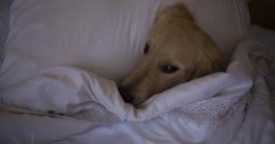 Dit is de reden waarom je hond 's nachts naast je moet slapen