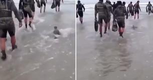 Navy Officers Are Joined By A New Curious Soldier - A Baby Seal, ln Military Training Exercise