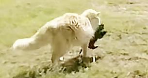 Newborn Puppies Ignored By Their Mommy, Get An Interesting Caretaker - A Cat