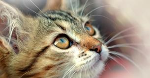Zeit mit Deiner Katze ist niemals verschwendete Zeit