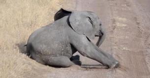 Mom Knew Exactly How To Handle The Tantrum This Baby Elephant Threw At Her