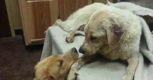 This Dog Risked Her Life In Order To Give Birth And Goes Into Kidney Failure When One Of Her Pups Saves Her Life