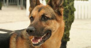 This Veteran Service Dog From Canada Has Just Been Awarded An Honorary Lifetime Membership In Local Legion - And We're Living For It