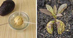 Here's How You Can Grow Small Avocado Tree At Home And Save Some Money