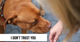 Scientists Examine If Dogs Are Able To Recognize A Liar