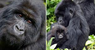 Mountain Gorillas No Longer On The Critical Verge Of Extinction