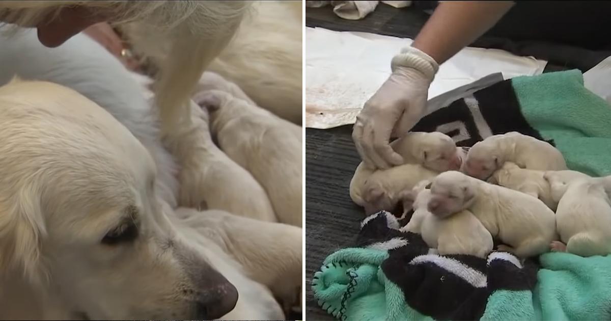 Footage Of A Service Dog Delivering 8 Puppies In The Middle Of A Packed ...