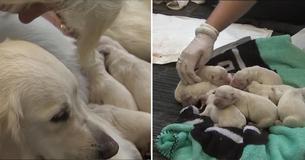 Footage Of A Service Dog Delivering 8 Puppies In The Middle Of A Packed Airport
