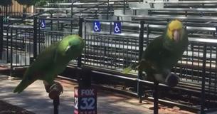 2 pájaros interrumpen una entrevista con una canción
