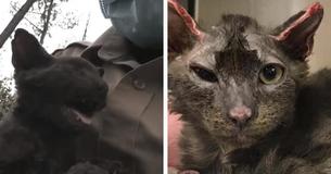 Rescue Officer Saves And Adopts A Nearly Burned Alive Kitten In Devastating California WildFires