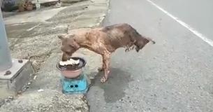 Deze hond die met slechts twee voeten weet te overleven is een inspiratie voor iedereen