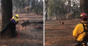 While Fighting Dangerous Wildfire, Firefighters Stop To Rescue Deer Tangled In Power Line