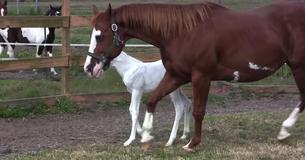 Un cheval donne naissance à une pouliche incroyablement rare - attends d'avoir vu son visage  