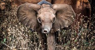 Orphan Elephants Welcome And Comfort The Baby Calf Who Lost His Mother