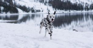 Findest Du den versteckten Hund?