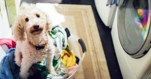 Girl Notices Dog Is Staring At Dryer Worryingly - Then Looks Inside And Cannot Stop Laughing When She Sees Why