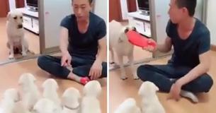 La chienne mère protégeant ses chiots de la punition montre comment la maternité est sacrée même dans le monde animal
