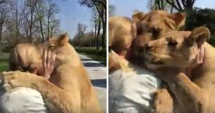 Woman And Lions Separated By Force Are Reunited 7 Years Later - Their Reunion Will Have You Sobbing Like A Baby