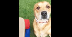 Un chien dévasté par le chagrin est rendu à un refuge avec son lit et tous ses jouets
