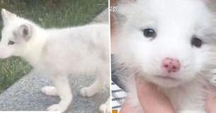 Une femme a élevé un chiot pendant environ un an pour découvrir que ce n'est pas un chiot après tout