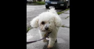 Papa wordt wakker en mist zijn kunstgebit - dan kijkt hij naar de hond en eindigt met tranen in zijn ogen van het lachen