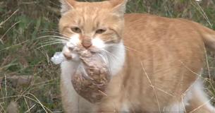 Le chat errant ne prendra pas de nourriture qui n'est pas dans un sac - Quand ils la suivent à la maison, ils comprennent enfin pourquoi
